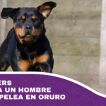 Rottweilers mataron a un hombre tras una pelea en Oruro