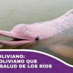 El bufeo boliviano el delfín boliviano que refleja la salud de los ríos