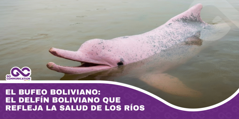 El bufeo boliviano el delfín boliviano que refleja la salud de los ríos