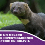 Hallazgo de un melero abre nuevas investigaciones sobre la especie en Bolivia