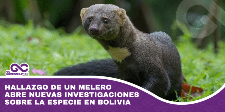Hallazgo de un melero abre nuevas investigaciones sobre la especie en Bolivia