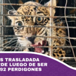 Cachorra es trasladada a Senda Verde luego de ser herida con 92 perdigones