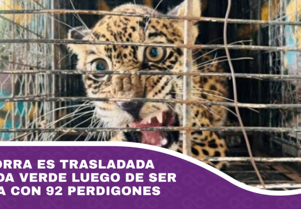 Cachorra es trasladada a Senda Verde luego de ser herida con 92 perdigones