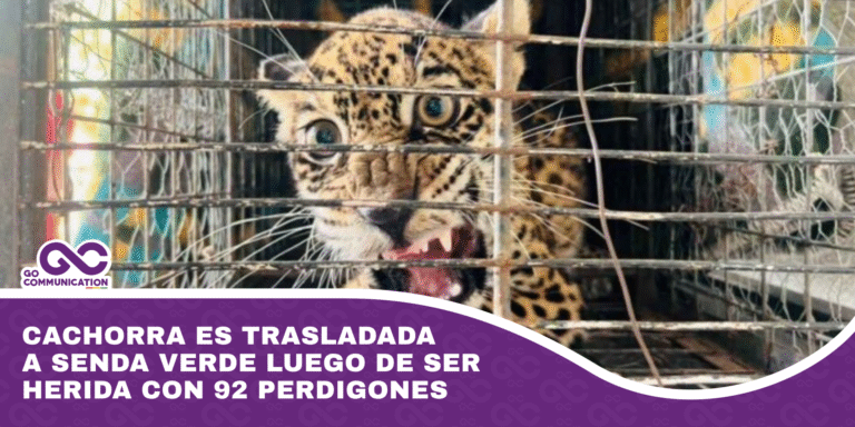 Cachorra es trasladada a Senda Verde luego de ser herida con 92 perdigones