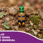 Escarabajo boliviano gana concurso mundial