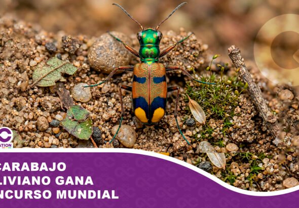 Escarabajo boliviano gana concurso mundial