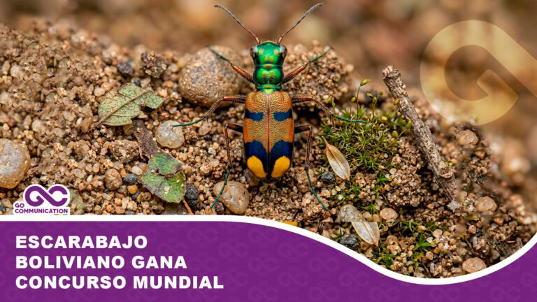 Escarabajo boliviano gana concurso mundial