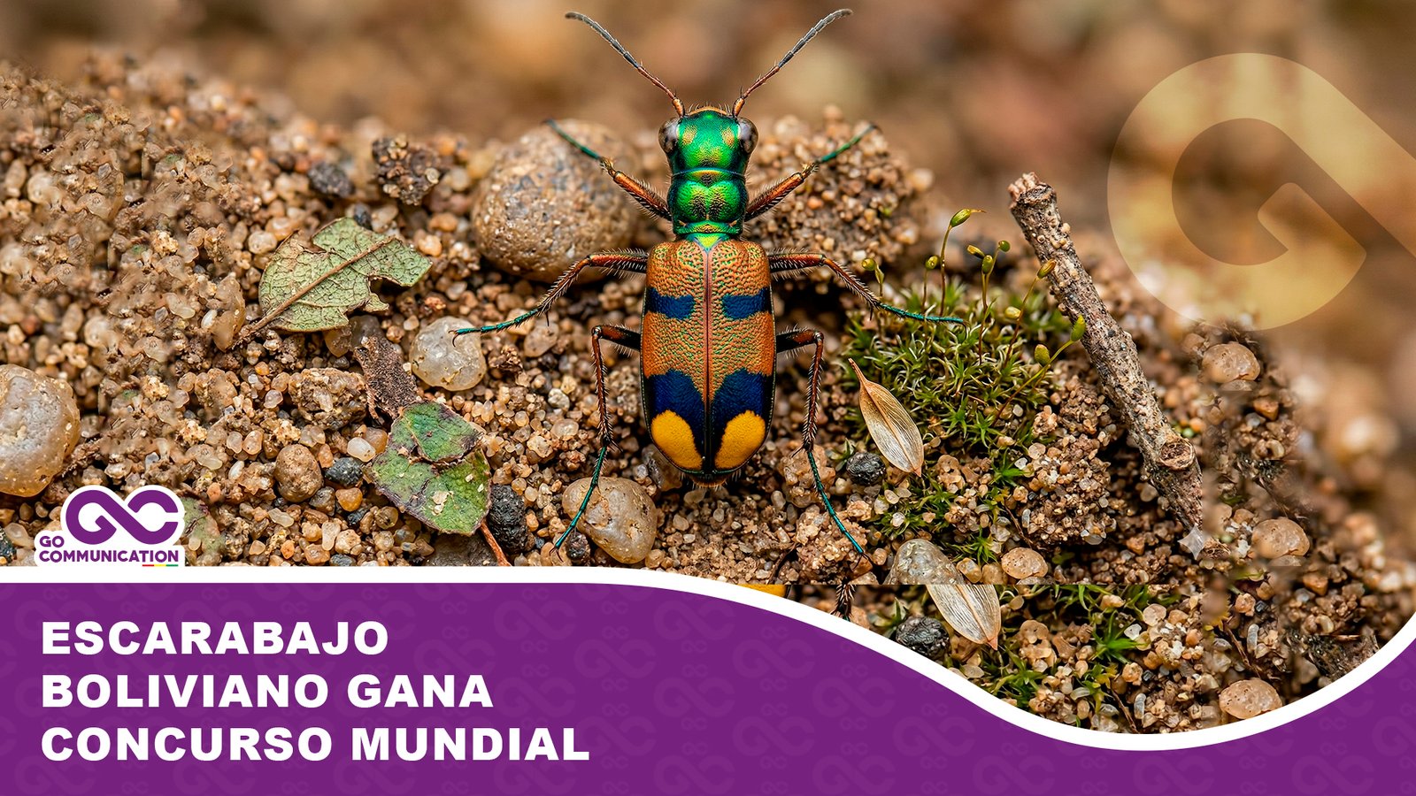 Escarabajo boliviano gana concurso mundial