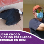 Pichón de tucán chocó contra los vidrios espejados de una universidad en Beni