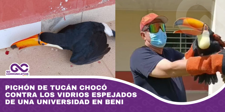 Pichón de tucán chocó contra los vidrios espejados de una universidad en Beni