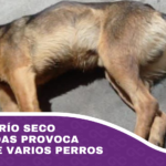 Puente de Río Seco sin barandas provoca la caída de varios perros