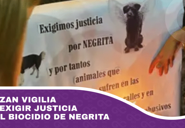 Realizan vigilia para exigir justicia por el biocidio de Negrita
