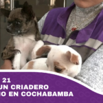 Rescatan a 21 perros de un criadero clandestino en Cochabamba