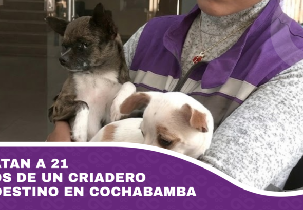 Rescatan a 21 perros de un criadero clandestino en Cochabamba