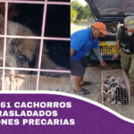 Rescatan a 61 cachorros que eran trasladados en condiciones precarias