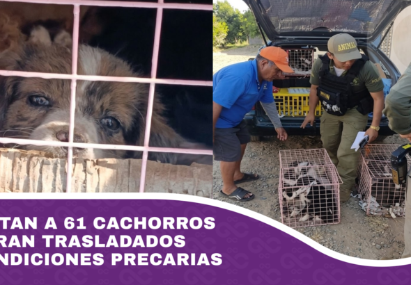 Rescatan a 61 cachorros que eran trasladados en condiciones precarias