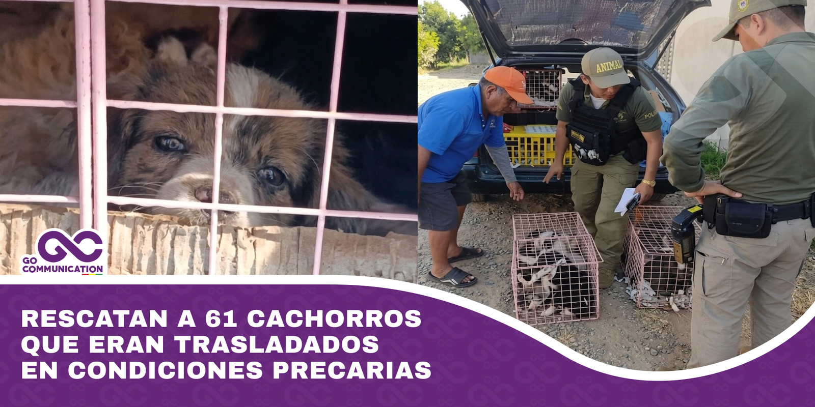 Rescatan a 61 cachorros que eran trasladados en condiciones precarias
