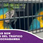 Seis parabas son rescatadas del tráfico ilegal en Cochabamba