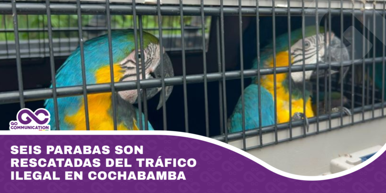 Seis parabas son rescatadas del tráfico ilegal en Cochabamba