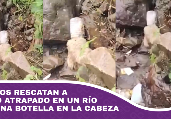 Vecinos rescatan a perro atrapado en un río con una botella en la cabeza
