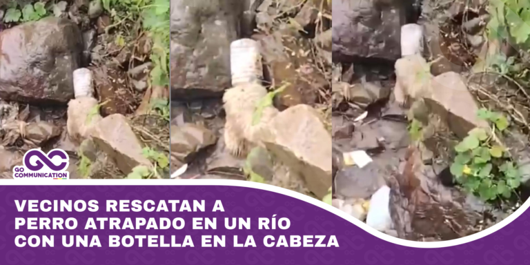 Vecinos rescatan a perro atrapado en un río con una botella en la cabeza