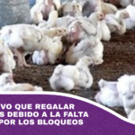 Avicultor tuvo que regalar 5.000 pollitos debido a la falta de alimento por los bloqueos