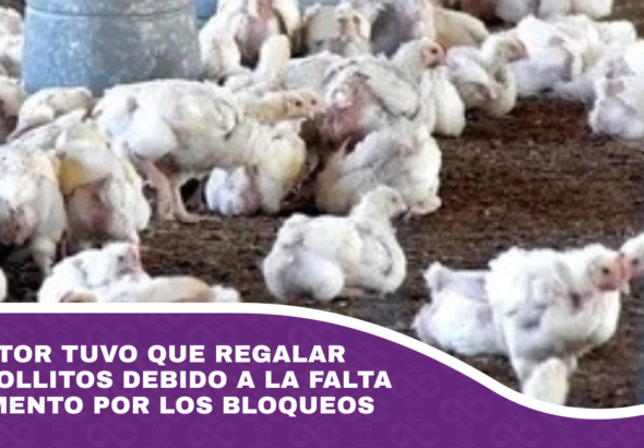 Avicultor tuvo que regalar 5.000 pollitos debido a la falta de alimento por los bloqueos