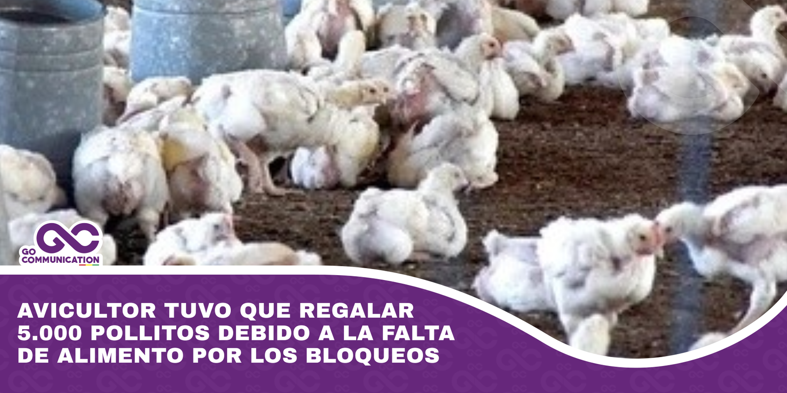 Avicultor tuvo que regalar 5.000 pollitos debido a la falta de alimento por los bloqueos