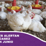 Avicultores alertan posible escasez de pollo en junio