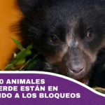 Más de 1.200 animales de Senda Verde están en riesgo debido a los bloqueos
