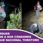 Guardaparques rescataron a dos cóndores andinos en el Parque Nacional Torotoro