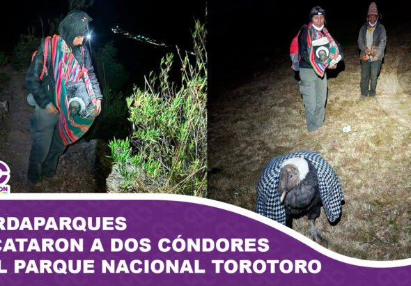 Guardaparques rescataron a dos cóndores andinos en el Parque Nacional Torotoro