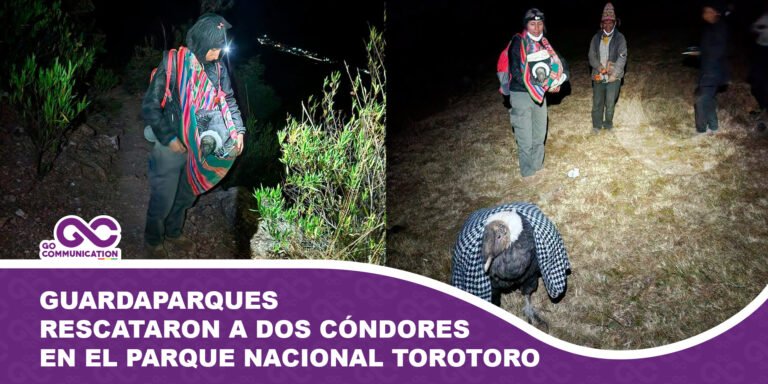 Guardaparques rescataron a dos cóndores andinos en el Parque Nacional Torotoro