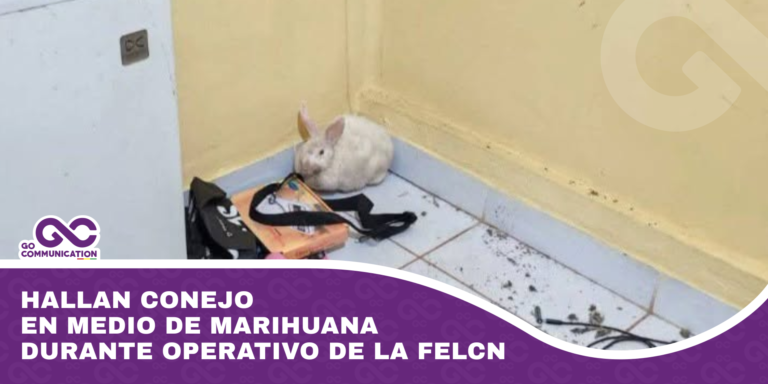 Hallan conejo en medio de marihuana durante operativo de la FELCN
