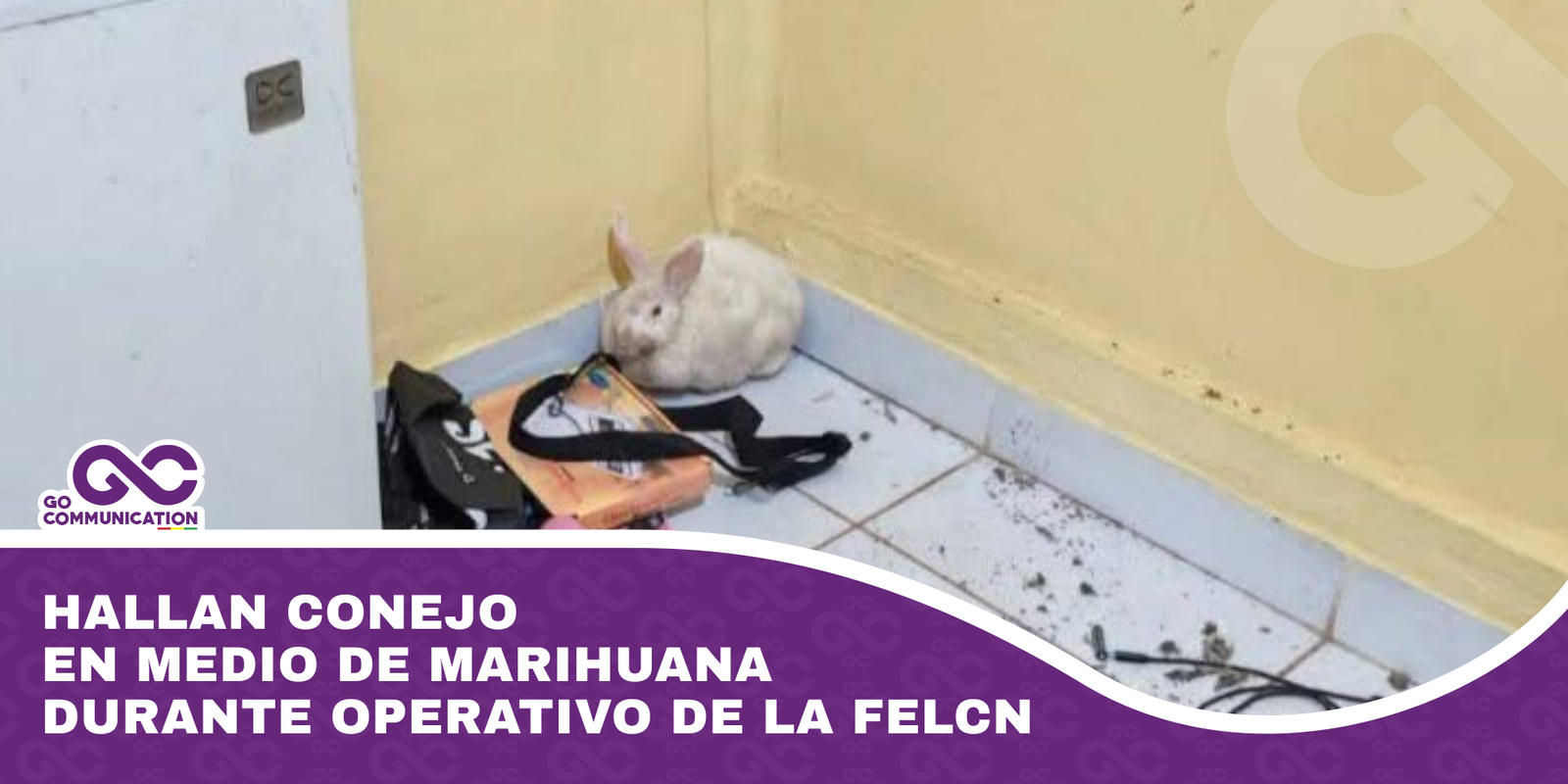 Hallan conejo en medio de marihuana durante operativo de la FELCN