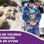 Cazadores de vicuñas reciben detención preventiva en Uyuni