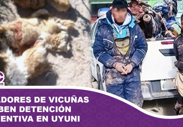 Cazadores de vicuñas reciben detención preventiva en Uyuni