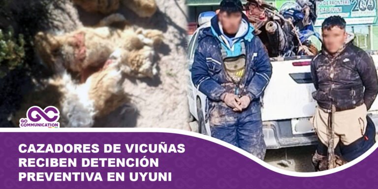 Cazadores de vicuñas reciben detención preventiva en Uyuni