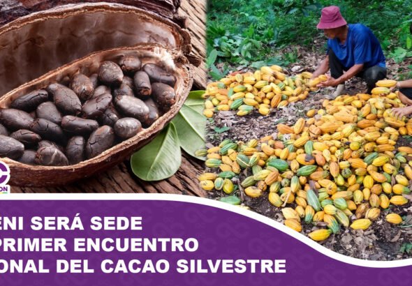 El Beni será sede del Primer Encuentro Nacional del Cacao Silvestre para impulsar su proyección internacional