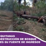 Mujeres chiquitanas denuncian destrucción de bosque de cusi que es su fuente de ingresos