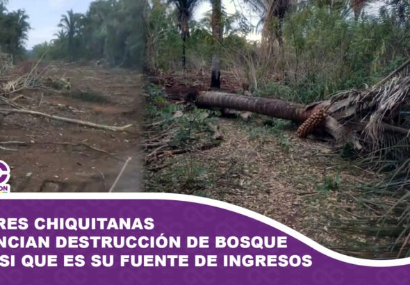 Mujeres chiquitanas denuncian destrucción de bosque de cusi que es su fuente de ingresos