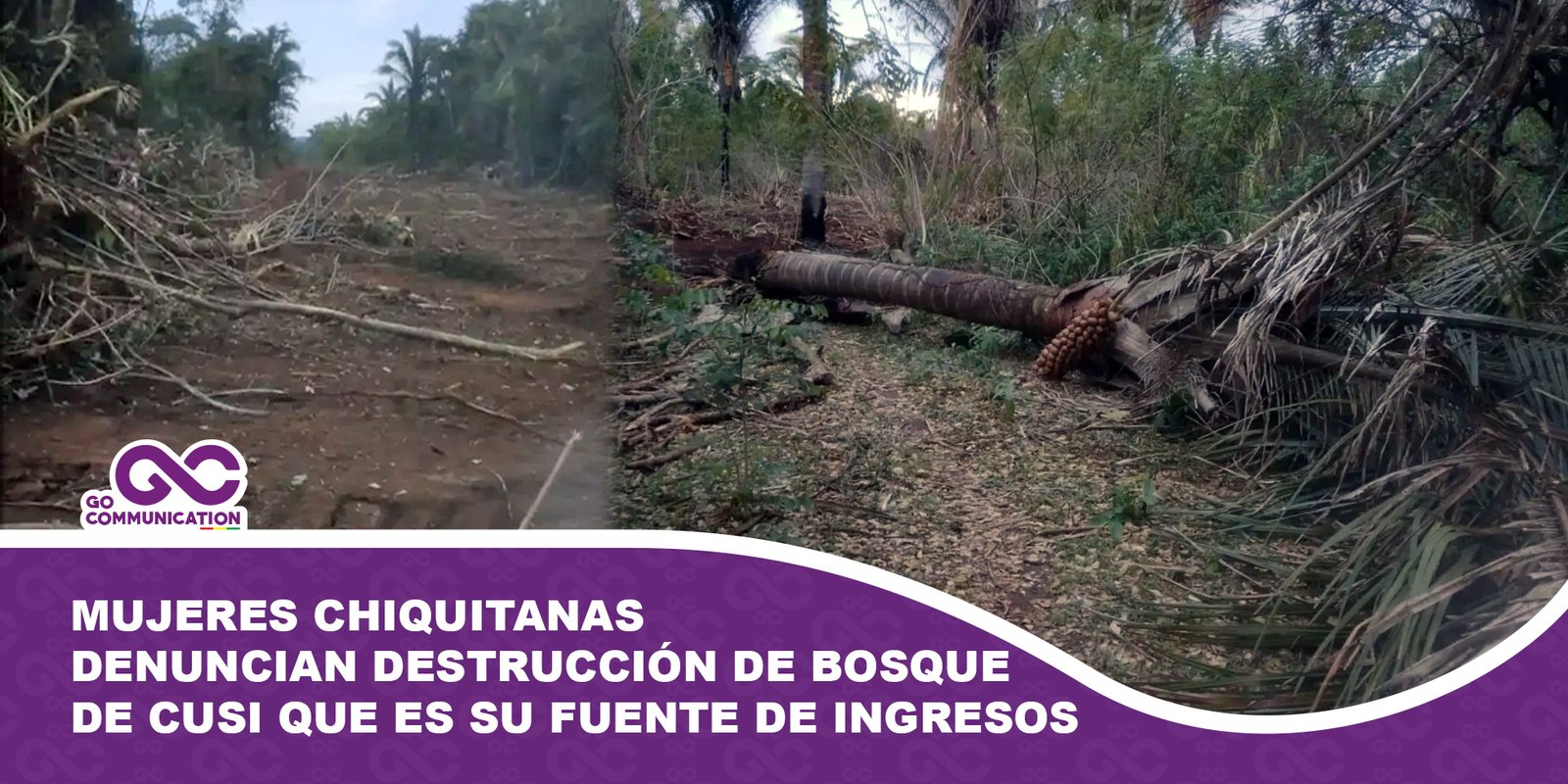 Mujeres chiquitanas denuncian destrucción de bosque de cusi que es su fuente de ingresos
