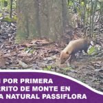 Registran por primera vez al perrito de monte en la Reserva Natural Passiflora