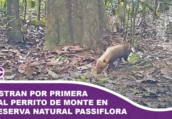Registran por primera vez al perrito de monte en la Reserva Natural Passiflora