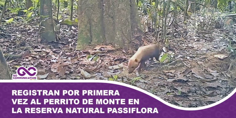 Registran por primera vez al perrito de monte en la Reserva Natural Passiflora