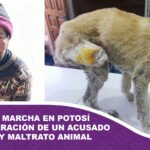 Animalistas y vecinos convocan a marcha en Potosí tras la liberación de un acusado de zoofilia y maltrato animal