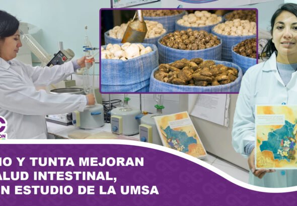 Chuño y tunta mejoran la salud intestinal, según estudio de la UMSA