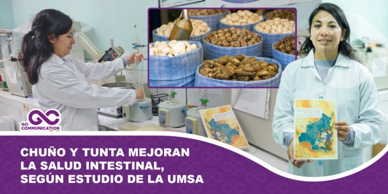Chuño y tunta mejoran la salud intestinal, según estudio de la UMSA