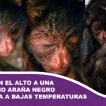 Rescatan en El Alto a una cría de mono araña negro abandonada a bajas temperaturas