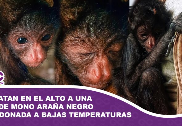 Rescatan en El Alto a una cría de mono araña negro abandonada a bajas temperaturas